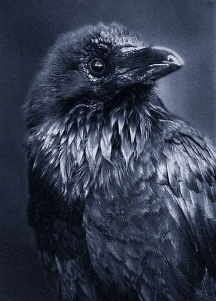 raven_smaller